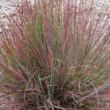 Schizachyrium scoparium Colorado - Blaugraues Präriegras