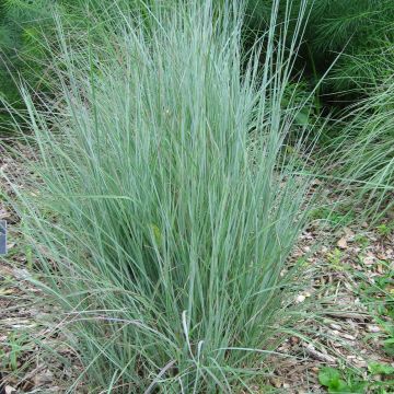 Schizachyrium scoparium - Blaugraues Präriegras