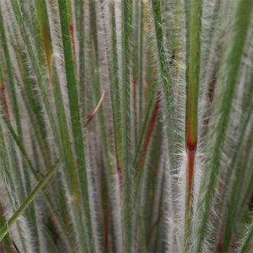 Schizachyrium scoparium Ha Ha Tonka - Blaugraues Präriegras