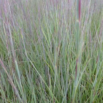 Schizachyrium scoparium Prairie Blues - Blaugraues Präriegras