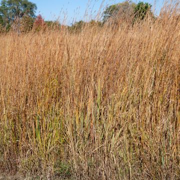 Schizachyrium scoparium Wild West - Blaugraues Präriegras