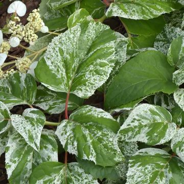 Schizophragma hydrangeoides Burst of Light - Spalthortensie