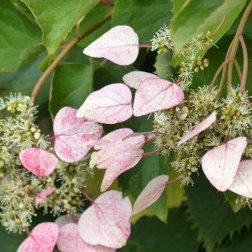 Schizophragma hydrangeoides Rose Sensation - Spalthortensie