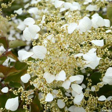 Schizophragma hydrangeoides Snow Sensation - Spalthortensie