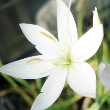 Schizostylis coccinea Alba - Spaltgriffel