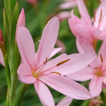 Schizostylis coccinea Mrs Hegarty - Spaltgriffel