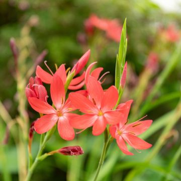 Schizostylis coccinea - Spaltgriffel