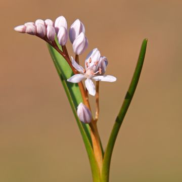 Scille à deux feuilles - Scilla bifolia Rosea