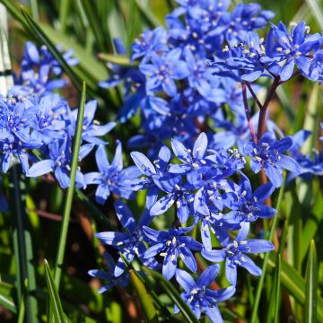 Scilla bifolia - Meerzwiebel