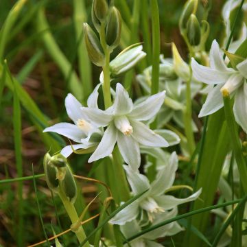 Scille de Sibérie - Scilla siberica Alba