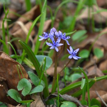 Scilla siberica Spring Beauty - Meerzwiebel