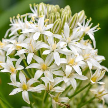 Scille du Pérou - Scilla peruviana White Moon