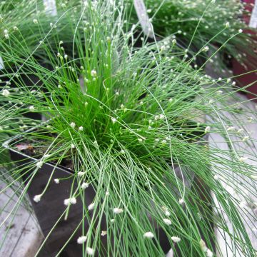 Scirpus cernuus Fiber Optic Grass - Frauenhaargras