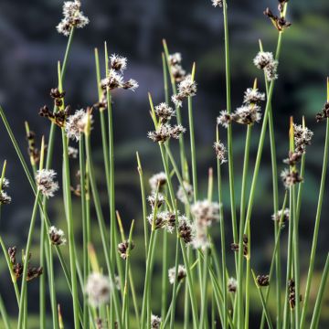 Schoenoplectus lacustris - Gewöhnliche Teichbinse