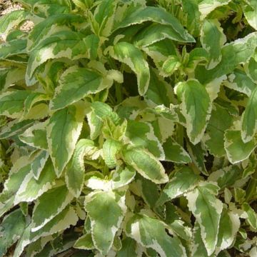 Scrophularia auriculata Variegata - Wasser-Braunwurz