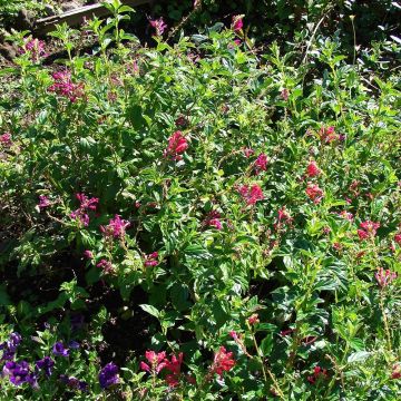 Scutellaria suffrutescens - Helmkraut