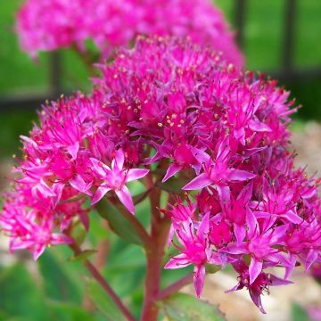 Fetthenne Carl - Sedum spectabile