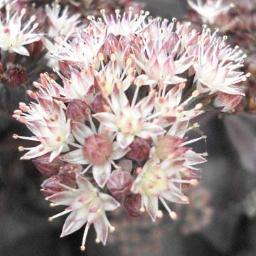 Sedum Chocolate, Orpin