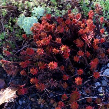 Fetthenne Chocolate Ball - Sedum