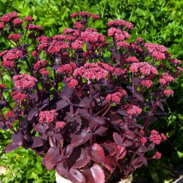 Fetthenne Chocolate Cherry - Sedum telephium