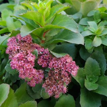 Fetthenne Double Martini - Sedum telephium