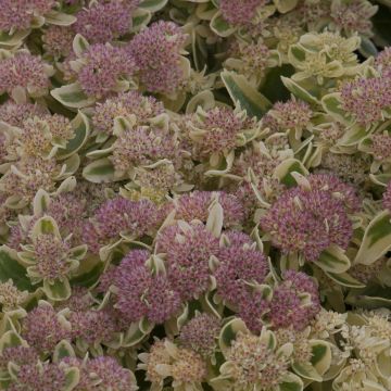 Fetthenne Frosted Fire - Sedum spectabile