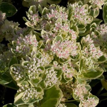 Fetthenne Frosty Morn - Sedum