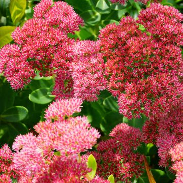 Fetthenne Herbstfreude - Sedum