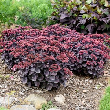 Fetthenne Back in Black - Sedum