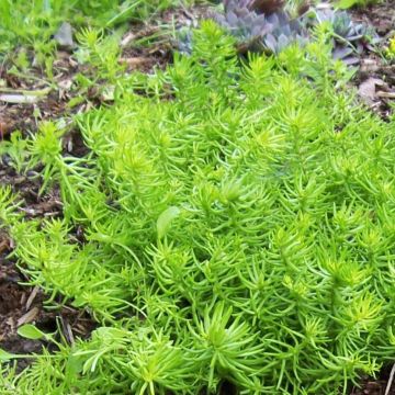 Sedum Lemon Ball - Orpin rampant