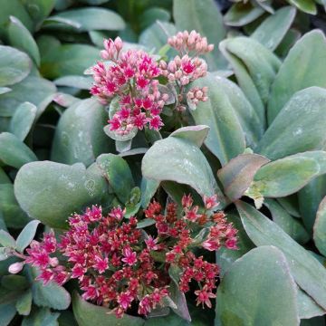 Fetthenne Marina - Sedum telephium