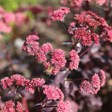 Fetthenne Mojave Jewels Diamond - Sedum