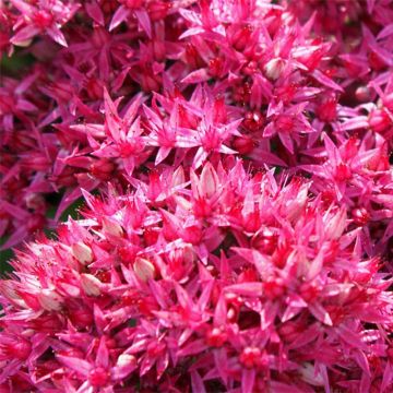 Fetthenne Mr Goodbud - Sedum