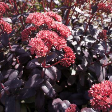 Fetthenne Night Embers - Sedum spectabile