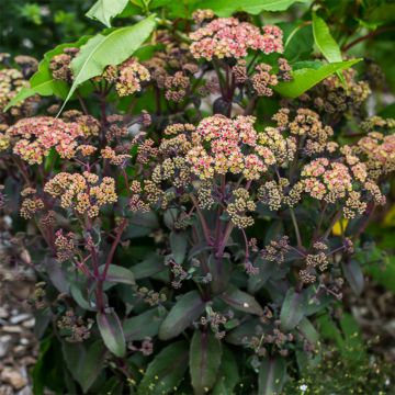 Fetthenne Orange Xenox - Sedum spectabile