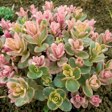 Fetthenne Pinky - Sedum hybrida