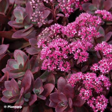 Fetthenne Sunsparkler Firecracker - Sedum