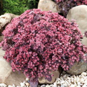 Fetthenne Sunsparkler Plum Dazzled - Sedum