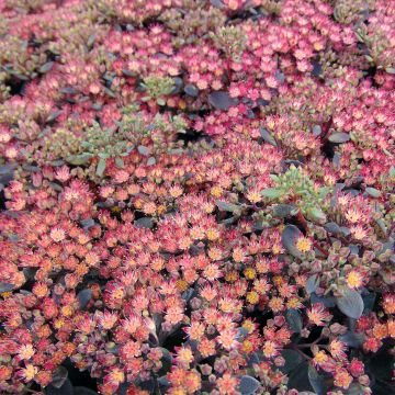 Fetthenne Sunsparkler Dazzleberry - Sedum