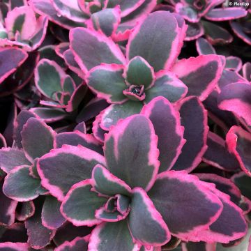 Fetthenne Sunsparkler Dream Dazzler - Sedum