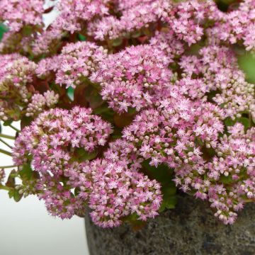 Sedum Sunsparkler Lime Zinger - Orpin vert lime