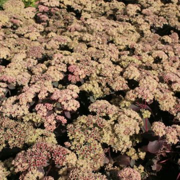 Fetthenne Twinkling Star - Sedum spectabile