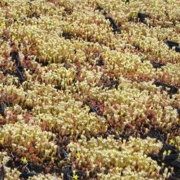 Scharfer Mauerpfeffer Yellow Queen - Sedum acre