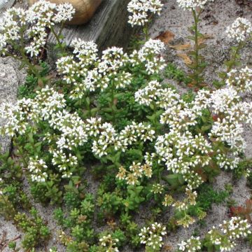 Fetthenne Coral Carpet - Sedum album