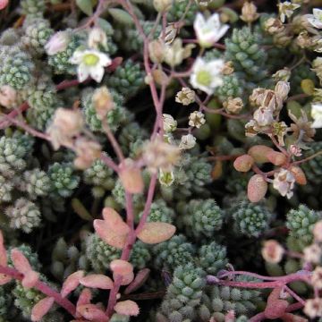 Fetthenne Rosenteppich - Sedum cyaneum