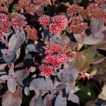 Fetthenne Jose Aubergine - Sedum spectabile