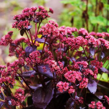 Fetthenne Touchdown Teak - Sedum telephium