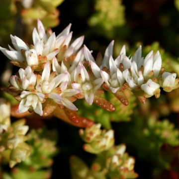 Fetthenne - Sedum pulchellum