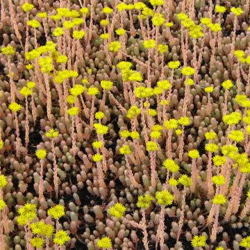 Fetthenne Blue Spruce - Sedum reflexum