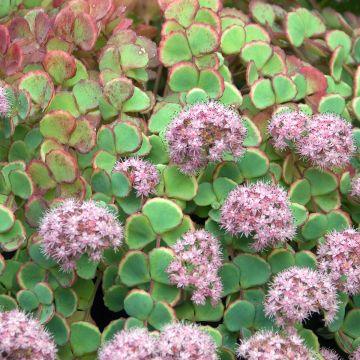 Fetthenne sieboldii - Sedum sieboldii